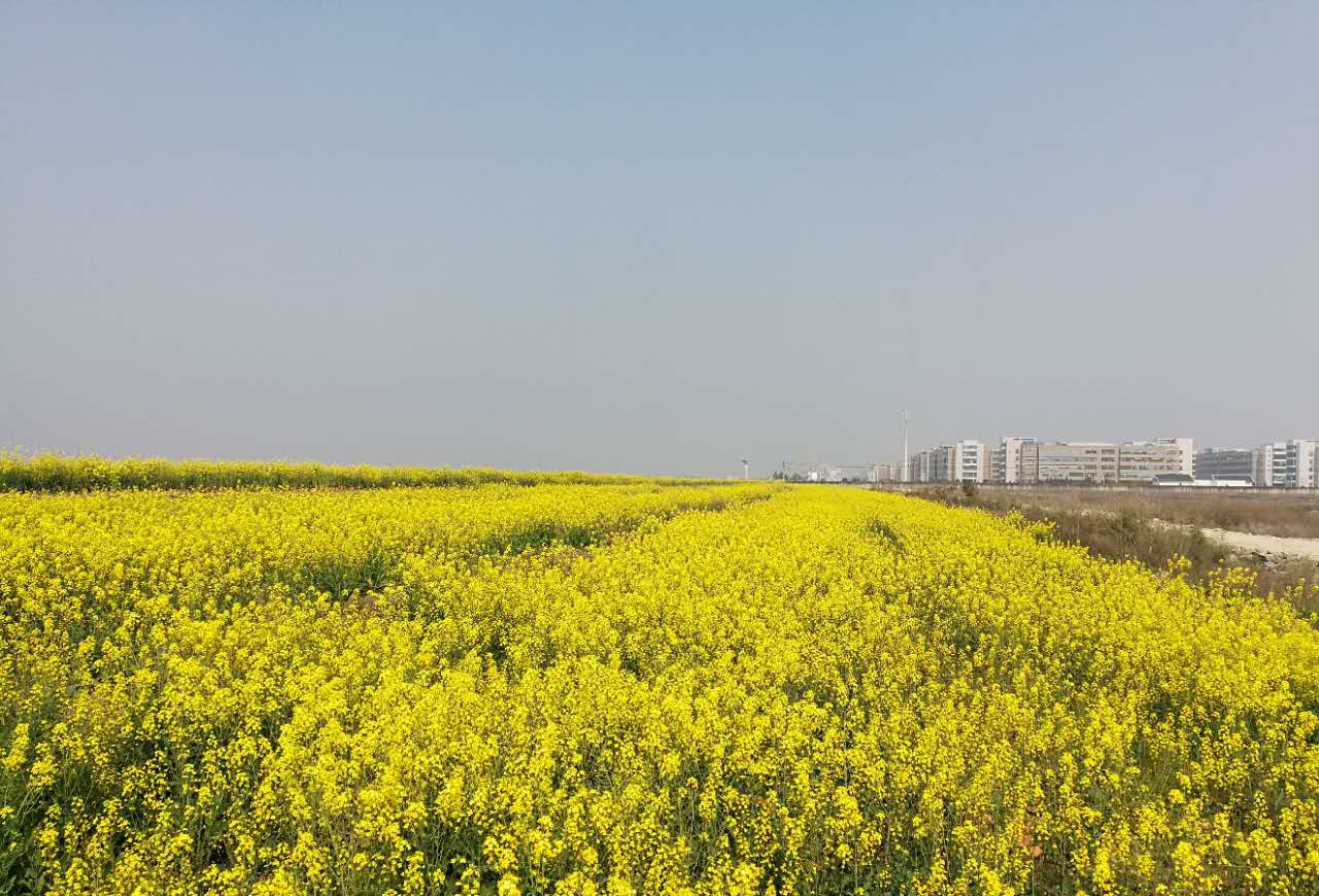 ÓͲ˻¨10.jpg ÓͲ˻¨10.jpg